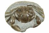 D Fossil Crab (Pulalius) In Concretion - Washington #240459-1